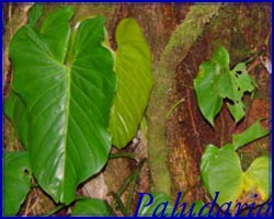 Paludaria